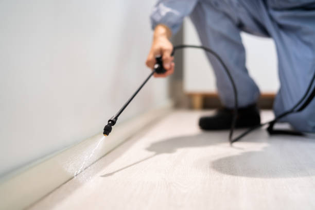 Certified termite inspector examining foundation in Alexandria